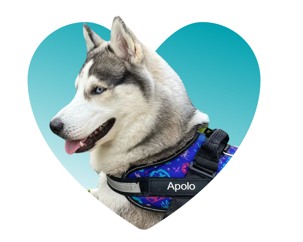 Trachea Harness Pet Trove